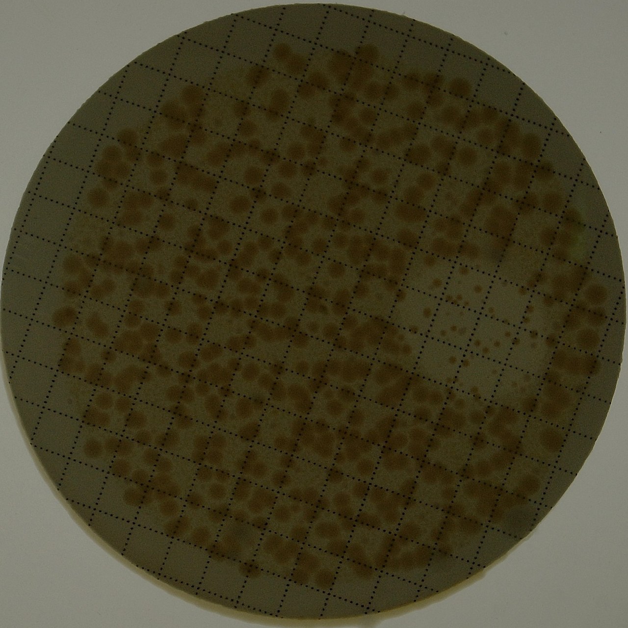 bright-field